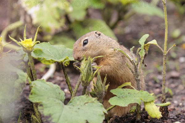 A European ground squirrel (Spermophilus citellus) or European souslik stands in an agricultural