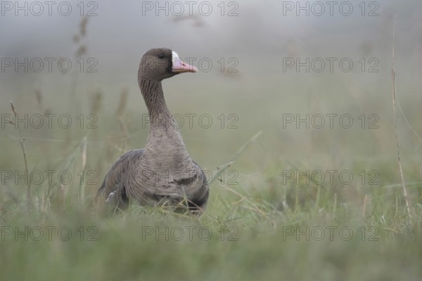 Typical... White-fronted goose (Anser albifrons), attentive wild goose, wild goose watches its