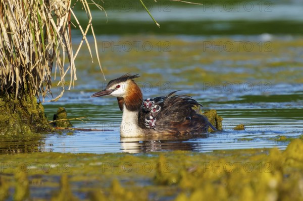 Great Crested Grebe with chicks on its back next to plants, Great Crested Grebe, (Podiceps