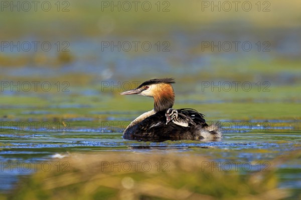 A single great crested grebe gliding gently over the water in a natural environment, Great crested