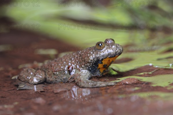 Habitat rivulet waters... Yellow-bellied toad (Bombina variegata) in natural environment, native