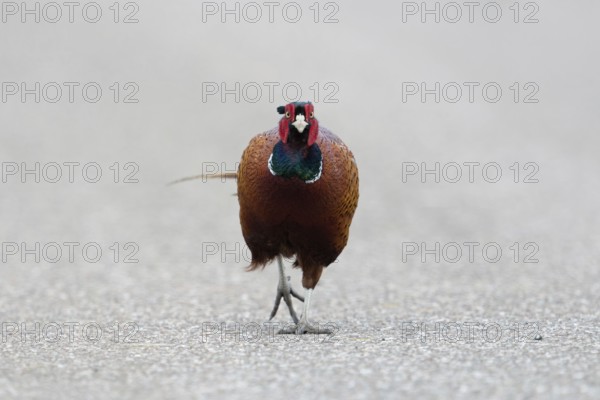Straight ahead, along the road... Hunting pheasant (Phasianus colchicus), male pheasant, pheasant