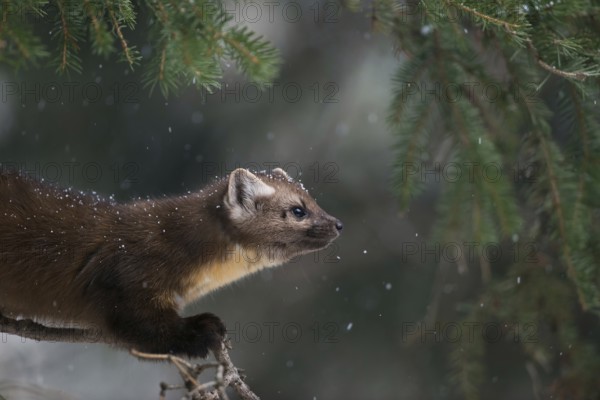 Detailed portrait... American pine marten (Martes americana), spruce marten in winter during