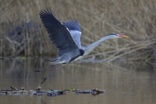 Grey heron (Ardea cinerea), in flight taking off from floating water lily roots, heron breeding in