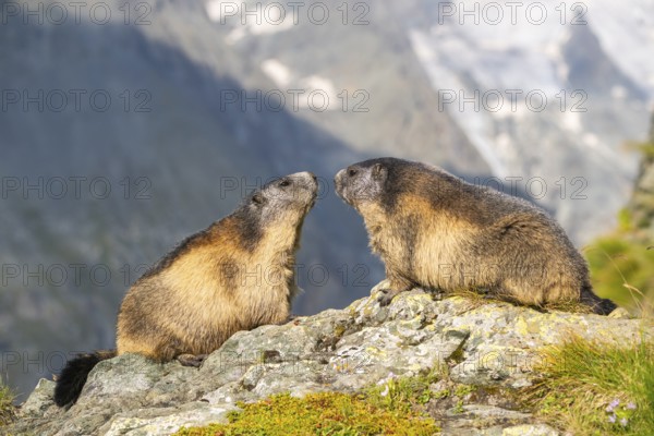 Alpine marmot (Marmota marmota) in autumn, Grossglockner, High Tauern National Park, Austria,