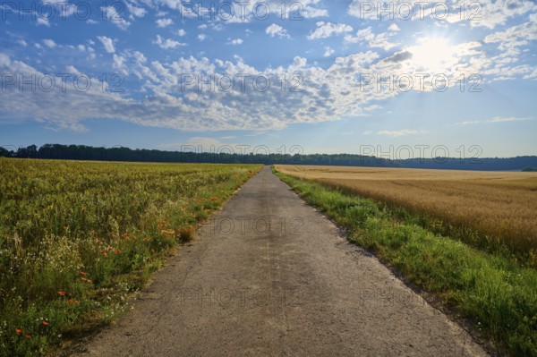 Long road between flowering fields under a sky full of dramatic clouds, summer, Höhefeld, Wertheim,