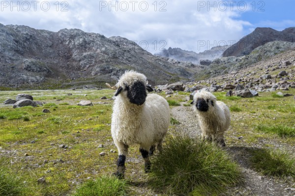 Two Valais Blacknose sheep (Ovis gmelini aries), high alpine mountain valley, Obere Senner Egete,
