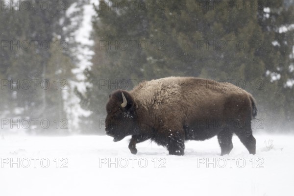 Winter in Yellowstone... American Bison (Bison bison), strong bison bull moves unimpressed through