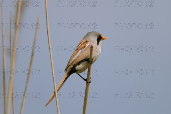 Unmistakable... Bearded Tit (Panurus biarmicus), male with typical, characteristic (eponymous)