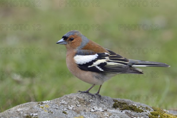 In splendour... Chaffinch (Fringilla coelebs), colourful male, one of the best-known native