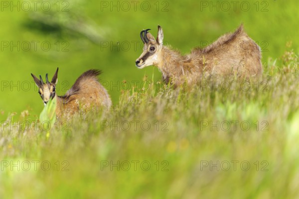 Chamois on a gently sloping green meadow, a peaceful nature scenario, chamois, chamois, (Rupicapra