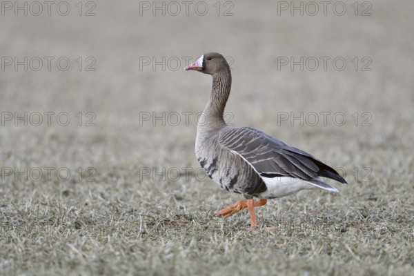 A wild goose... White-fronted goose (Anser albifrons) walking across a stubble field, full-grown