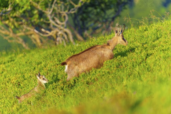 Chamois mother with young on a green slope, surrounded by trees, chamois, chamois, (Rupicapra