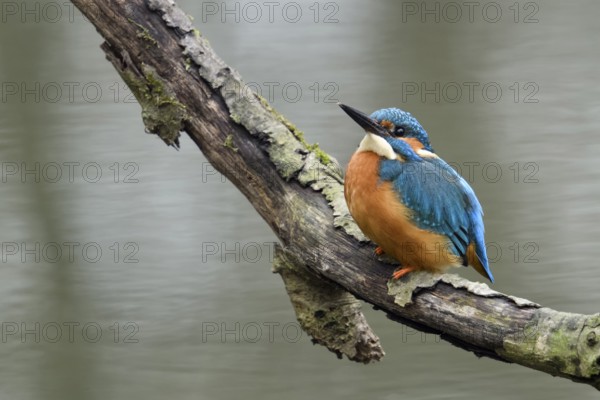 Just above the water surface... Kingfisher (Alcedo atthis), adult bird on a natural perch, worries