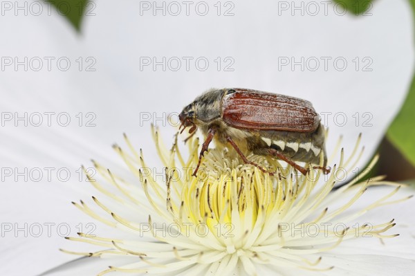 Cockchafer, field cockchafer (Melolontha melolontha), female on a clematis flower, Wilnsdorf, North
