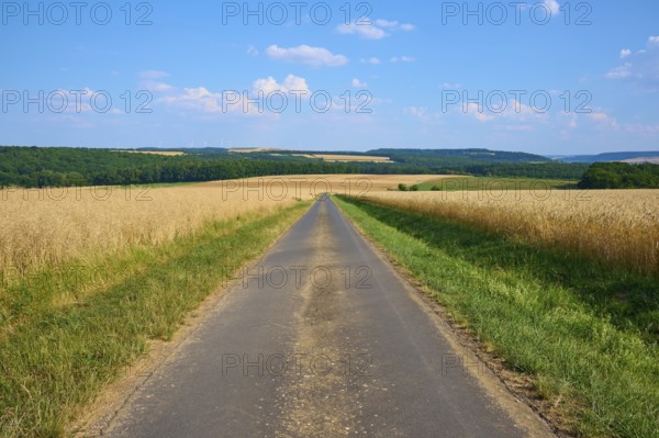 Long country road through golden and green fields under a blue sky with white clouds, summer,