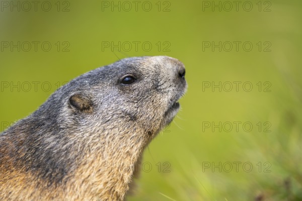 Alpine marmot (Marmota marmota) in autumn, Grossglockner, High Tauern National Park, Austria,