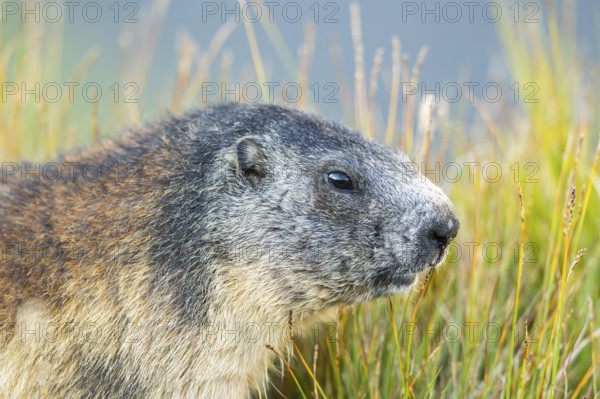 Alpine marmot (Marmota marmota) in autumn, Grossglockner, High Tauern National Park, Austria,