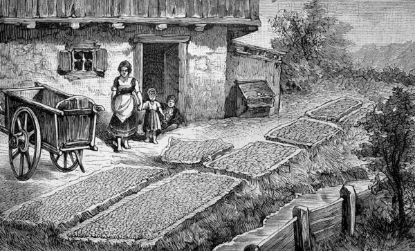 Harvest of corn, corn, in the Bavarian Alps, Bavaria, Germany, drying of corn cobs, agriculture,