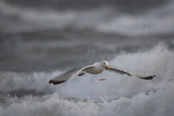 Herring gull (Larus argentatus) in the surf, red piece of plastic that was captured and then spat