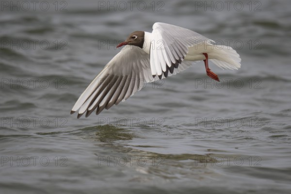 Black-headed gull (Chroicocephalus ridibundus) in summer plumage, flying above the sea surface,