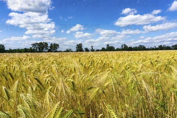 Grain field, in front of harvest, barley, near Bottrop-Kirchhellen, North Rhine-Westphalia,