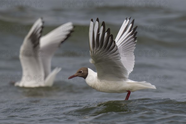 Black-headed gull (Chroicocephalus ridibundus) in summer plumage, flying above the sea surface,