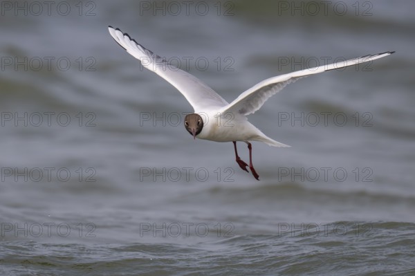 Black-headed gull (Chroicocephalus ridibundus) in summer plumage, flying above the water surface,