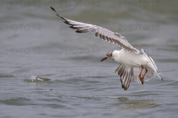 One-year-old black-headed gull (Chroicocephalus ridibundus) in summer plumage, flying over the sea