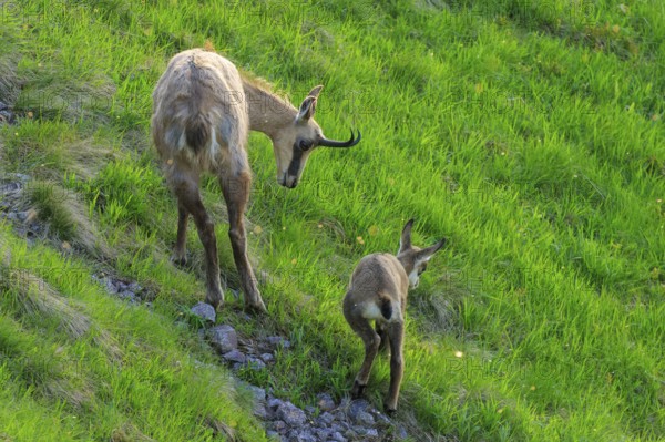 Chamois family climbing up a green mountain slope, mother leading, chamois, chamois, (Rupicapra