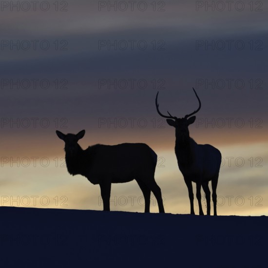 Wapitis (Cervus canadensis), North American deer, pair on a small hill, hilltop, silhouette against