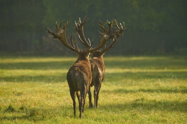 Red deer (Cervus elaphus), two stags with large antlers, during the rutting season, in a meadow,