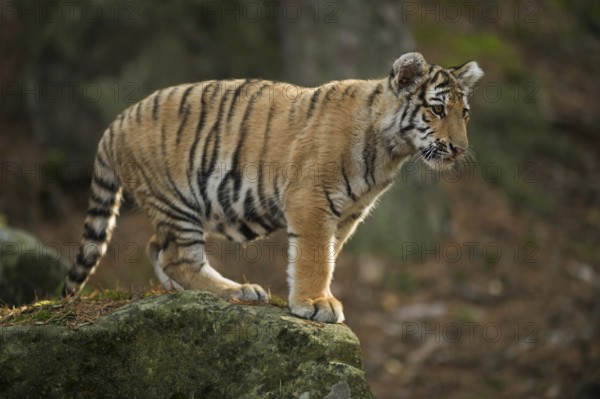 On the rock... Royal Bengal tiger (Panthera tigris tigris) also called Indian tiger or Bengal