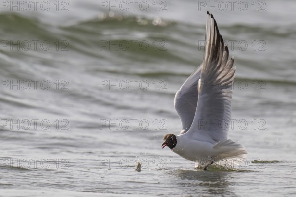 Black-headed gull (Chroicocephalus ridibundus) in summer plumage, flying above the sea surface,