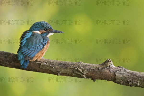 Kingfisher (Alcedo atthis), juvenile, freshly fledged young bird, still dull plumage colours