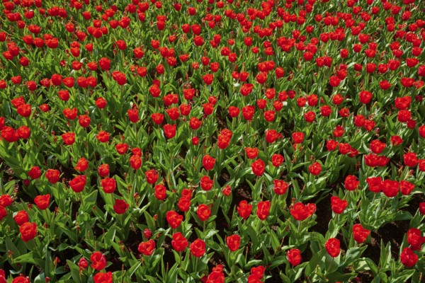 Red tulips in large numbers, densely planted and colourful, Keukenhof, Lisse, province of South