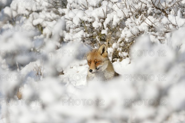 Hidden between bushes... Red fox (Vulpes vulpes) in the high snow, a winter fairy tale, native