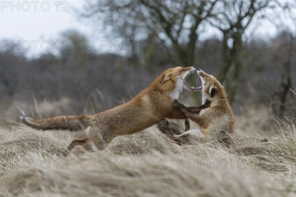 Demonstration of power... Red fox (Vulpes vulpes), two foxes fighting, one fox is clearly superior