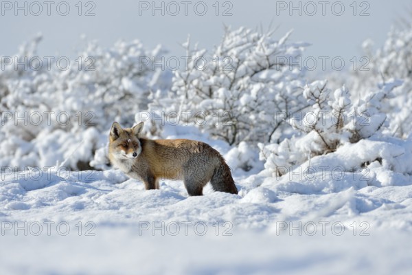 In a snow-covered landscape... Red fox (Vulpes vulpes) in winter, on a sunny day in high, freshly