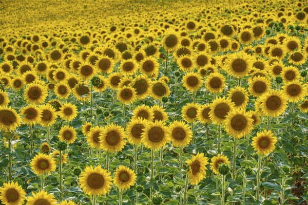 A wide field full of blooming sunflowers on a sunny day, summer, Thüngen, Main Spessart district,