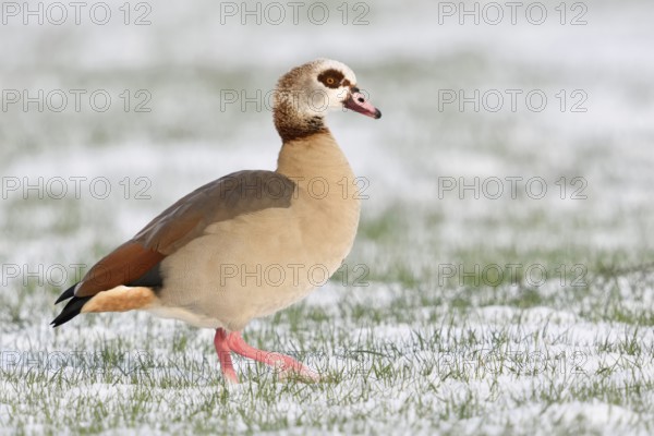 Nile goose (Alopochen aegyptiacus) in winter, wild goose walking across a field in freshly fallen