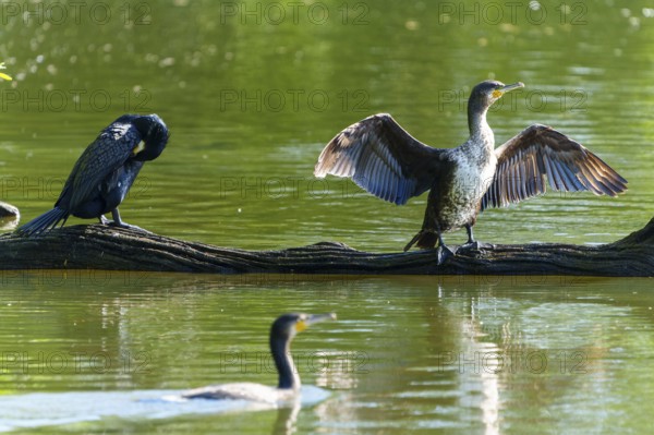 Two cormorants on a tree trunk by the water, one preens itself, the other spreads its wings,