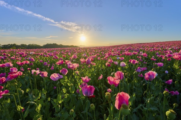 Opium poppy (Papaver somniferum), pink poppy field at clear sunrise, summer, Germerode, Geo nature