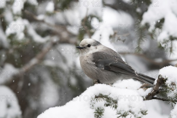 Tit Jay (Perisoreus canadensis) in winter during snowfall in a tree, also known in America as