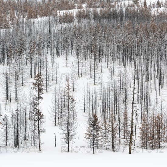 Deadwood... Forest dieback in Yellowstone National Park after fierce forest fires, forest fire,