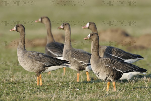 Tense... Greater White-fronted Geese (Anser albifrons), wild geese, small flock in a Hab' Acht