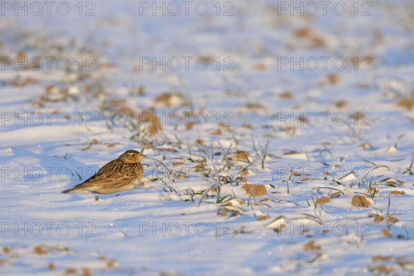 Skylark (Alauda arvensis) in winter, sitting, resting in the early morning light on a field in the
