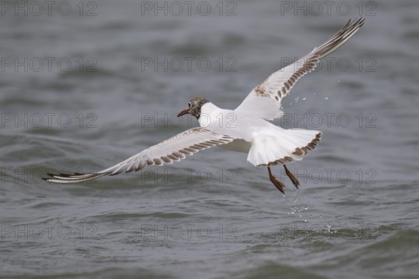 One-year-old Black-headed Black-headed Gull (Chroicocephalus ridibundus) in summer plumage, in