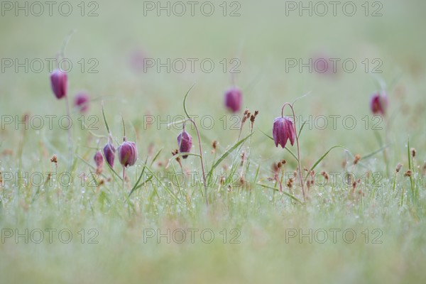 Delicate chessboard flower or lapwing (Fritillaria meleagris), with dew in a meadow at dawn,
