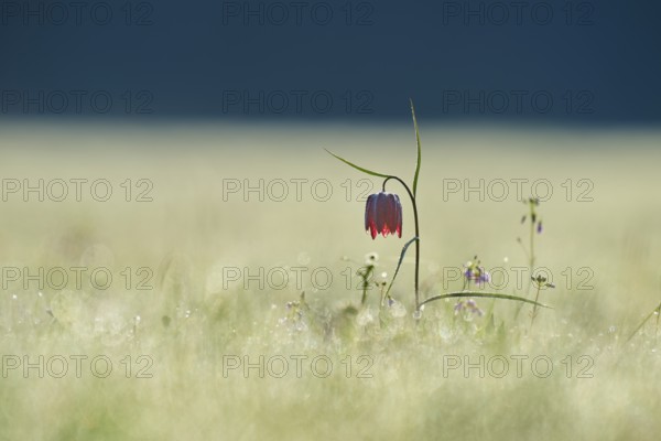 Snake's Head Fritillary or lapwing (Fritillaria meleagris), flower stands on a dewy meadow at dawn,